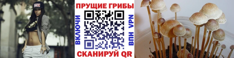 Купить  Краснокамск  Галлюциногенные грибы мицелий 